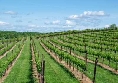 Italiens Weinlese 2026