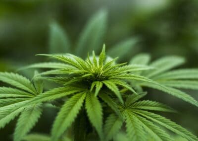 101 Gründe, Cannabis zu lieben