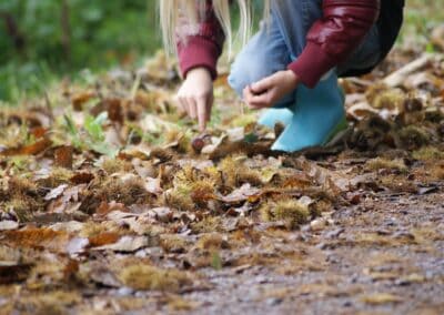 Maronen (EsskasÂtanien) – delikates Comeback für eine süße HerbstÂköstÂlichkeit mit hohem Nährwert und wenig Fett.