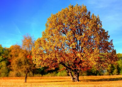 Den Herbst erleben und lieben – Genussvolle Auszeiten & Herbstangebote