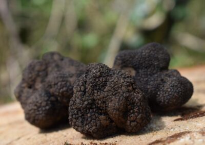 Schwarze Trüffel: Diamanten der Küche, aber Obacht vor Plagiaten