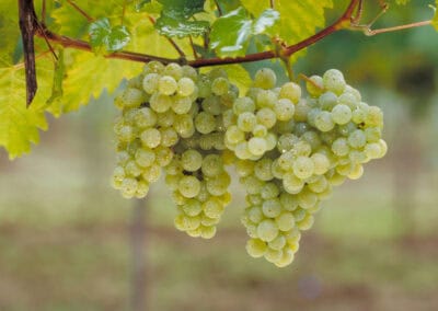 Wird der Weinjahrgang 2026 wie 1971 oder 1959? Große Weine brauchen Zeit